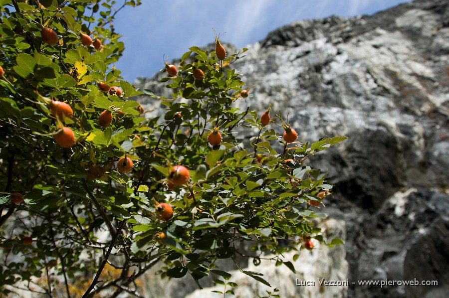 8- Rosa canina e alte pareti rocciose.jpg